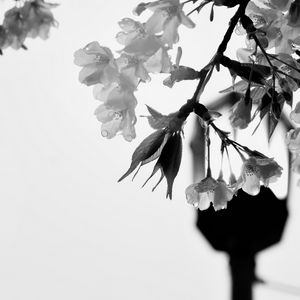 Preview wallpaper flowers, branch, drops, bw