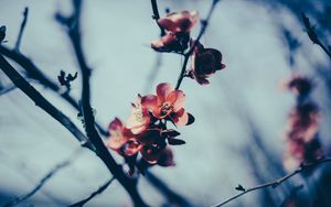 Preview wallpaper flowers, branch, flowering, spring