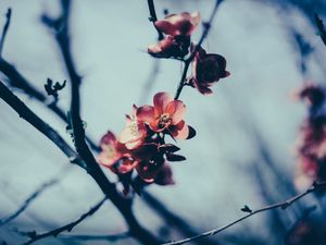 Preview wallpaper flowers, branch, flowering, spring