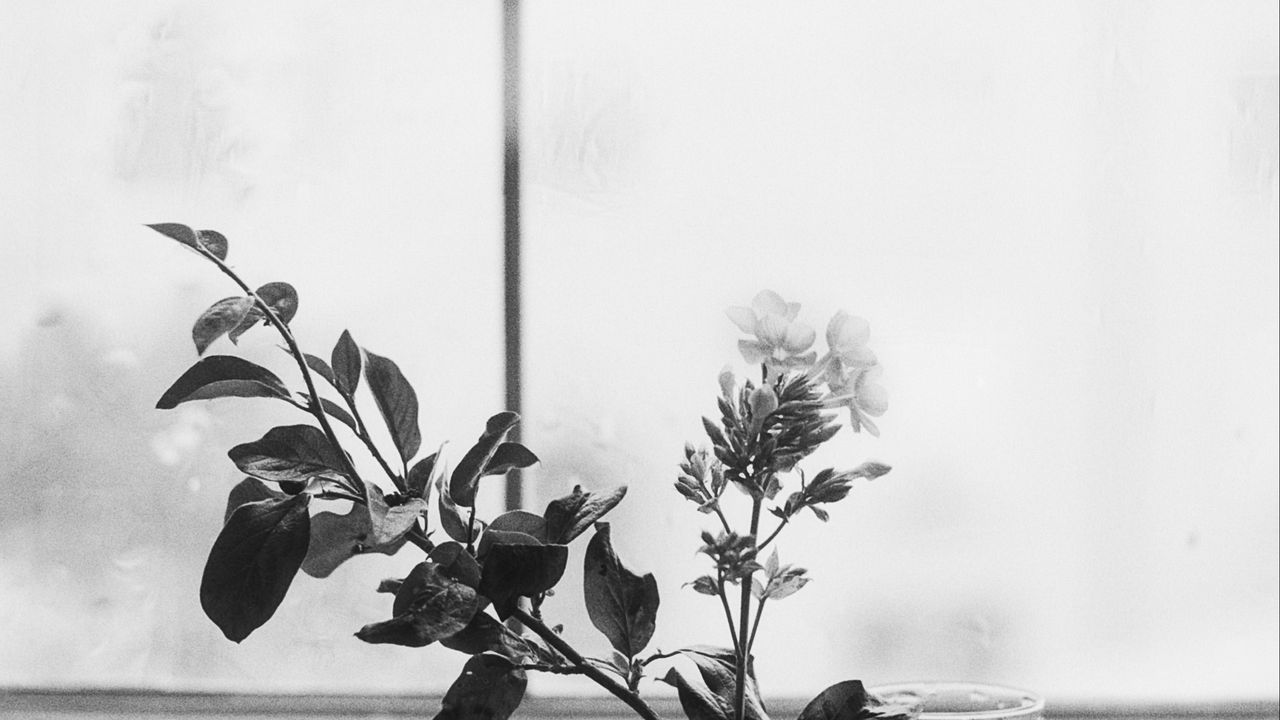 Wallpaper flowers, branch, glass, water, window, black and white