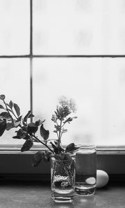 Preview wallpaper flowers, branch, glass, water, window, black and white