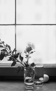 Preview wallpaper flowers, branch, glass, water, window, black and white