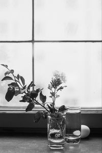 Preview wallpaper flowers, branch, glass, water, window, black and white