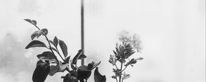 Preview wallpaper flowers, branch, glass, water, window, black and white