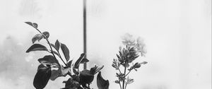 Preview wallpaper flowers, branch, glass, water, window, black and white