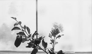 Preview wallpaper flowers, branch, glass, water, window, black and white