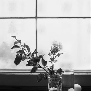 Preview wallpaper flowers, branch, glass, water, window, black and white