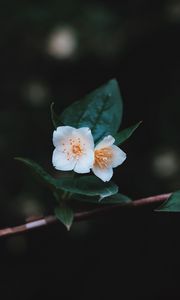 Preview wallpaper flowers, branch, petals, close-up