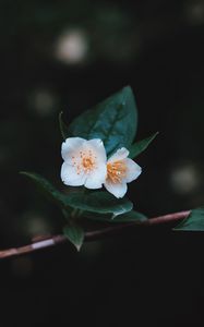 Preview wallpaper flowers, branch, petals, close-up