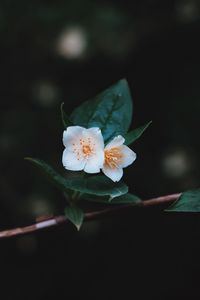 Preview wallpaper flowers, branch, petals, close-up