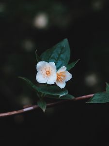 Preview wallpaper flowers, branch, petals, close-up