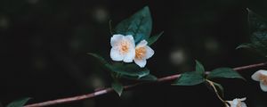 Preview wallpaper flowers, branch, petals, close-up