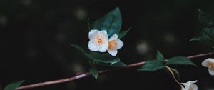 Preview wallpaper flowers, branch, petals, close-up