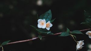 Preview wallpaper flowers, branch, petals, close-up