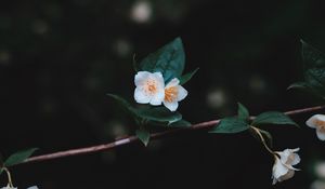 Preview wallpaper flowers, branch, petals, close-up