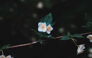 Preview wallpaper flowers, branch, petals, close-up