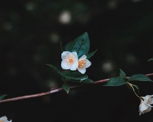 Preview wallpaper flowers, branch, petals, close-up
