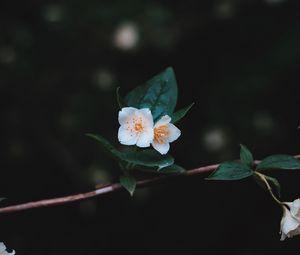 Preview wallpaper flowers, branch, petals, close-up
