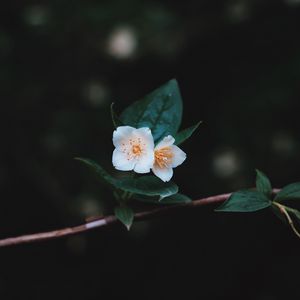 Preview wallpaper flowers, branch, petals, close-up