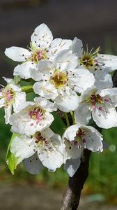 Preview wallpaper flowers, branch, petals, spring, white