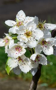 Preview wallpaper flowers, branch, petals, spring, white