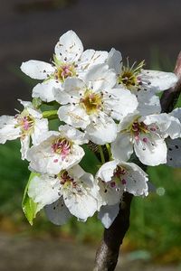 Preview wallpaper flowers, branch, petals, spring, white