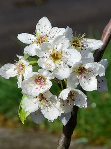 Preview wallpaper flowers, branch, petals, spring, white