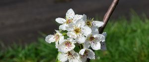 Preview wallpaper flowers, branch, petals, spring, white