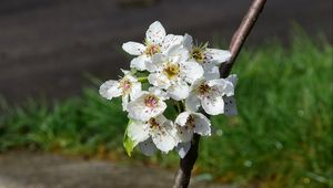 Preview wallpaper flowers, branch, petals, spring, white