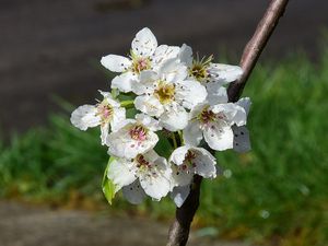 Preview wallpaper flowers, branch, petals, spring, white