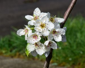 Preview wallpaper flowers, branch, petals, spring, white