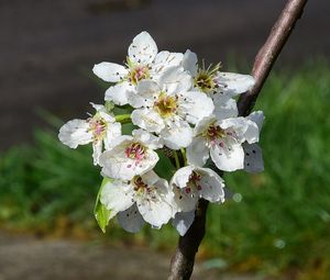 Preview wallpaper flowers, branch, petals, spring, white