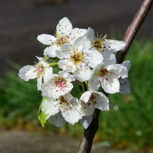 Preview wallpaper flowers, branch, petals, spring, white