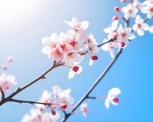 Preview wallpaper flowers, branch, petals, sky, bloom