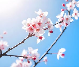 Preview wallpaper flowers, branch, petals, sky, bloom