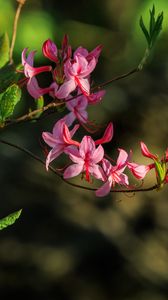 Preview wallpaper flowers, branch, petals, leaves, nature, macro