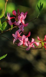 Preview wallpaper flowers, branch, petals, leaves, nature, macro