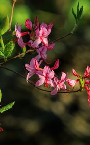Preview wallpaper flowers, branch, petals, leaves, nature, macro