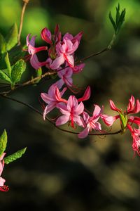 Preview wallpaper flowers, branch, petals, leaves, nature, macro