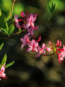 Preview wallpaper flowers, branch, petals, leaves, nature, macro