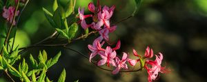 Preview wallpaper flowers, branch, petals, leaves, nature, macro