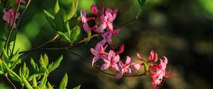 Preview wallpaper flowers, branch, petals, leaves, nature, macro