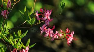 Preview wallpaper flowers, branch, petals, leaves, nature, macro