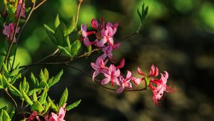 Preview wallpaper flowers, branch, petals, leaves, nature, macro