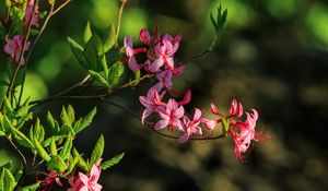 Preview wallpaper flowers, branch, petals, leaves, nature, macro