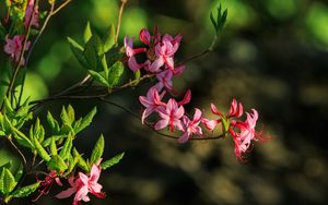 Preview wallpaper flowers, branch, petals, leaves, nature, macro