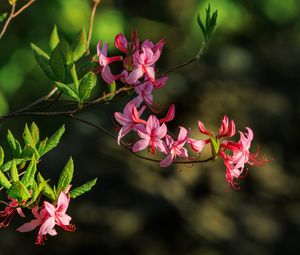 Preview wallpaper flowers, branch, petals, leaves, nature, macro