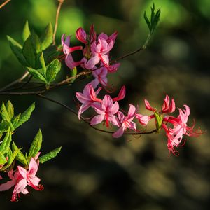 Preview wallpaper flowers, branch, petals, leaves, nature, macro