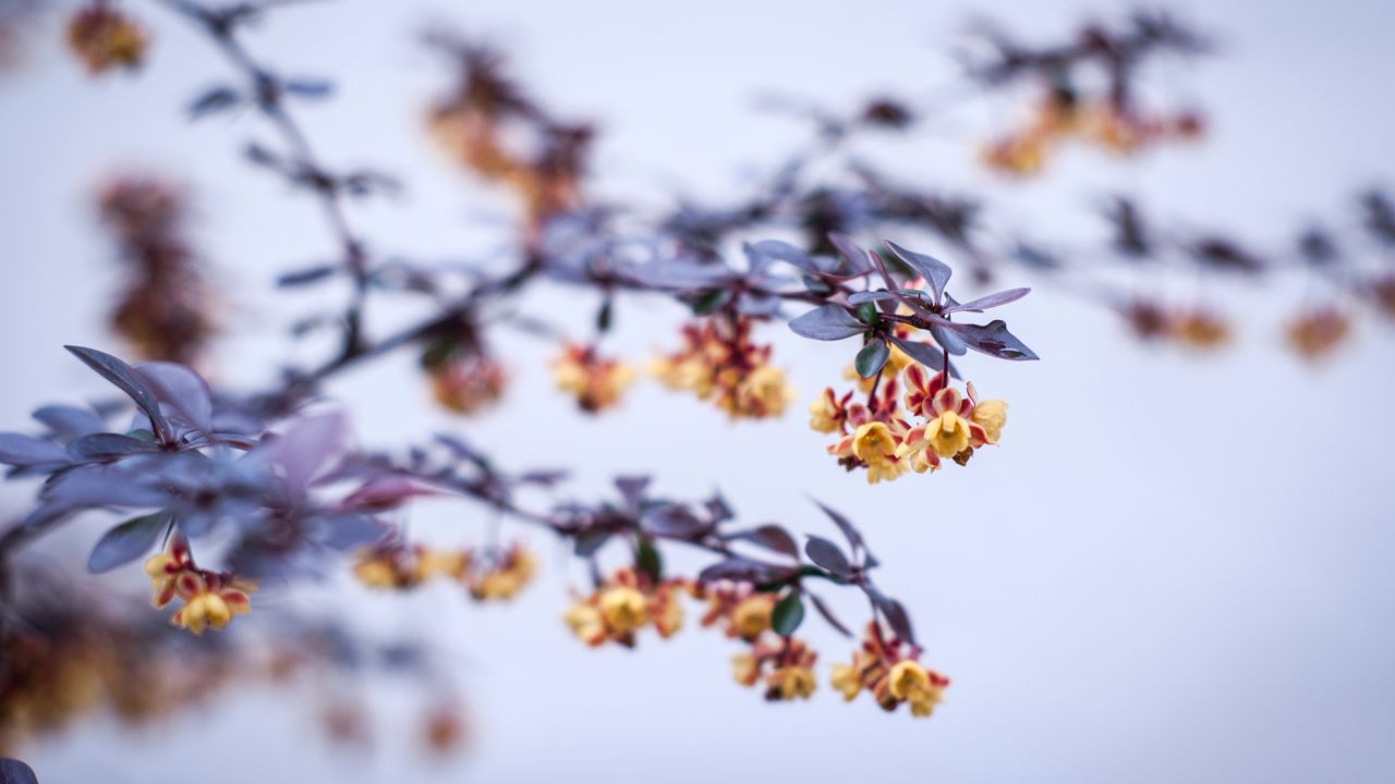 Wallpaper flowers, branch, petals, blur
