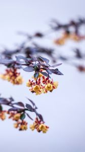Preview wallpaper flowers, branch, petals, blur